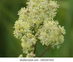Attēlu rezultāti vaicājumam “Thalictrum flavum bud”