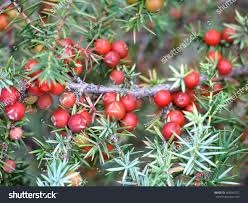 Attēlu rezultāti vaicājumam “Juniperus communis fruit”