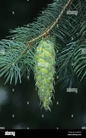 Attēlu rezultāti vaicājumam “Pseudotsuga menziesii fruit”