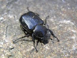 Attēlu rezultāti vaicājumam “Gnorimus variabilis”