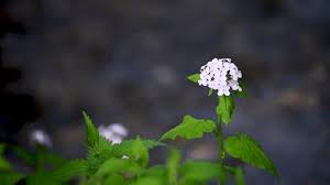 Attēlu rezultāti vaicājumam “Lunaria rediviva flower”