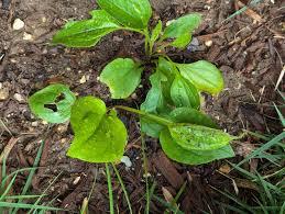 Attēlu rezultāti vaicājumam “Rudbeckia hirta var. hirta leaf”