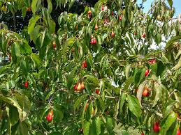 Attēlu rezultāti vaicājumam “Cornus mas fruit”