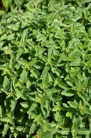 Image result for Origanum vulgare