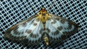 Attēlu rezultāti vaicājumam “Mecyna flavalis”