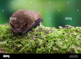 Attēlu rezultāti vaicājumam “Pipistrellus pygmaeus”