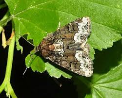 Attēlu rezultāti vaicājumam “Oligia sp.”