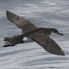 Image result for Puffinus puffinus