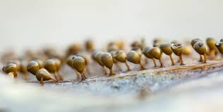 Attēlu rezultāti vaicājumam “Craterium minutum macro”