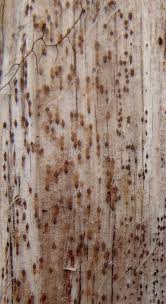 Attēlu rezultāti vaicājumam “Xylographa paralella”