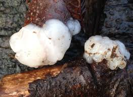 Attēlu rezultāti vaicājumam “Exidia thuretiana”