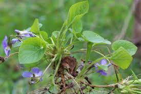 Attēlu rezultāti vaicājumam “Viola collina leaf”
