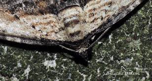 Attēlu rezultāti vaicājumam “Horisme vitalbata”