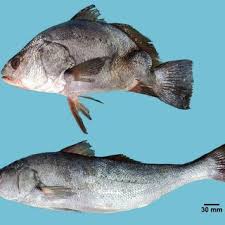 Image result for Argyrosomus regius