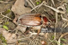 Attēlu rezultāti vaicājumam “Melolontha hippocastani”