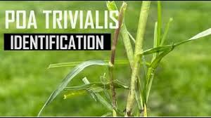 Attēlu rezultāti vaicājumam “Poa trivialis”