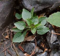 Attēlu rezultāti vaicājumam “Campanula rotundifolia leaf”