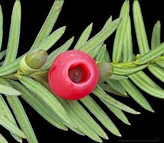 Attēlu rezultāti vaicājumam “Taxus baccata female flower”