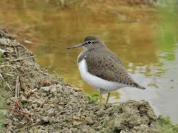 Attēlu rezultāti vaicājumam “Actitis hypoleucos adult”