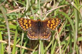 Attēlu rezultāti vaicājumam “Hamearis lucina underside”