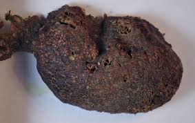 Attēlu rezultāti vaicājumam “Siphoptychium violaceum”