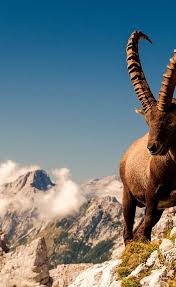 Attēlu rezultāti vaicājumam “Capra”