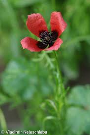 Attēlu rezultāti vaicājumam “Papaver argemone leaf”