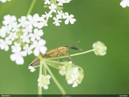 Attēlu rezultāti vaicājumam “Lixus iridis”