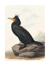 Image result for Phalacrocorax auritus