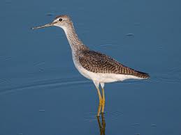 Image result for Tringa melanoleuca