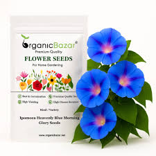 Image result for Ipomoea Heavenly Blue