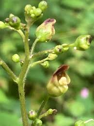 Attēlu rezultāti vaicājumam “Scrophularia nodosa”