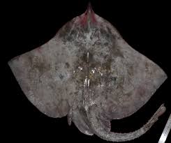 Image result for Rostroraja alba