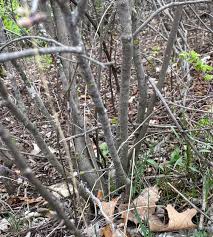 Attēlu rezultāti vaicājumam “Amelanchier spicata”