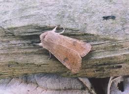 Attēlu rezultāti vaicājumam “Orthosia cruda”