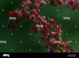 Attēlu rezultāti vaicājumam “Rumex acetosa bud”