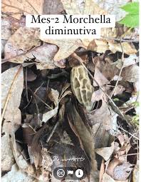 Attēlu rezultāti vaicājumam “Ophiostoma polyporicola”