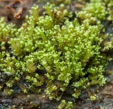 Attēlu rezultāti vaicājumam “Lophozia longidens”