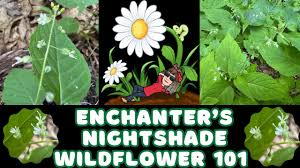 Attēlu rezultāti vaicājumam “Circaea lutetiana fruit”