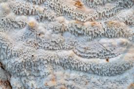 Attēlu rezultāti vaicājumam “Trichia contorta sessile”