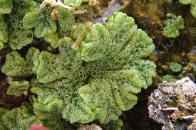 Attēlu rezultāti vaicājumam “Riccia cavernosa”