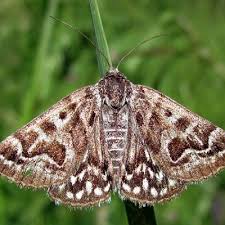 Attēlu rezultāti vaicājumam “Callistege mi”