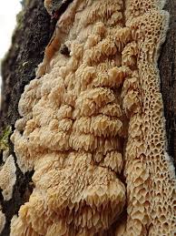 Attēlu rezultāti vaicājumam “Ceriporiopsis aneirina”