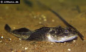 Image result for Myoxocephalus quadricornis
