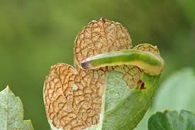Attēlu rezultāti vaicājumam “Euura brevicornis larva”