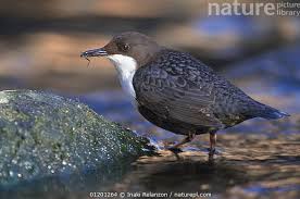 Attēlu rezultāti vaicājumam “Cinclus cinclus”