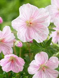Attēlu rezultāti vaicājumam “Geranium sanguineum”