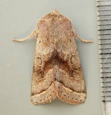 Attēlu rezultāti vaicājumam “Orthosia opima”