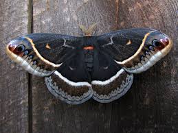 Attēlu rezultāti vaicājumam “Saturniidae”