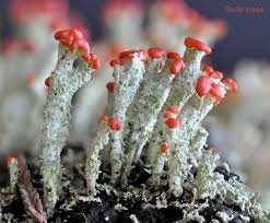 Attēlu rezultāti vaicājumam “Cladonia floerkeana”